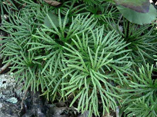 {Diphasiastrum digitatum}